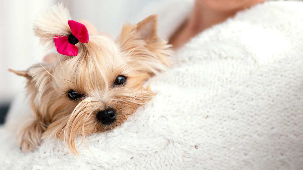 SEO para peluquerías caninas, ¿Cómo conseguir más clientes?