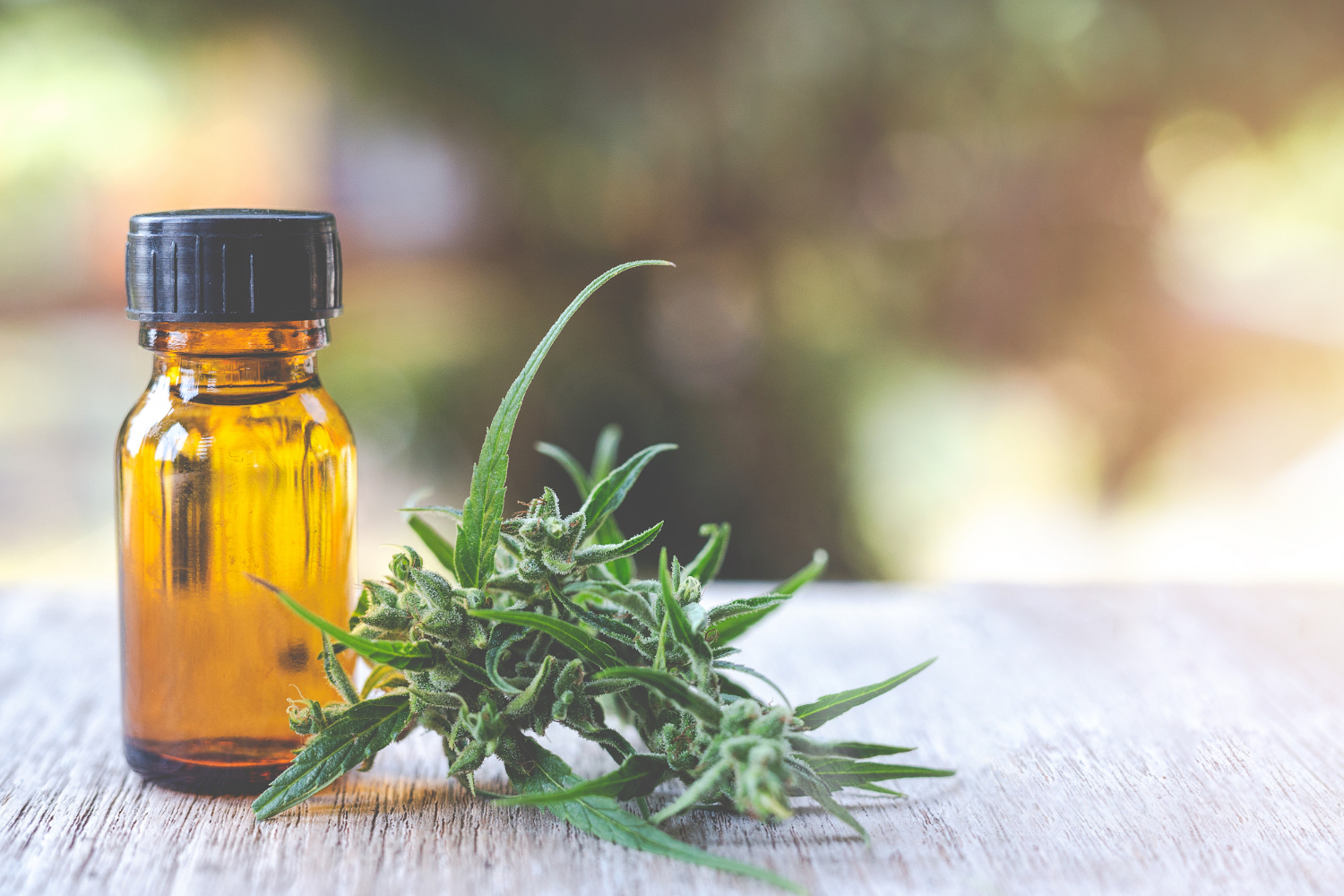SEO para Growshop y CBD SEO para Growshop y CBD